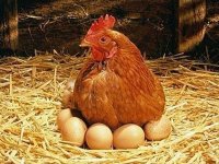"Toyuq birinci yaranıb, yoxsa yumurta?" - Alimlər sirri açdı