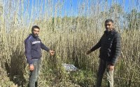Külli miqdarda narkotik vasitəni ölkə ərazisinə keçirən şəxslər saxlanıldı