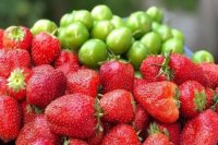 Mövsümündən əvvəl yetişən alça və çiyələklə bağlı QORXUNC TƏHLÜKƏ